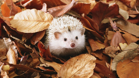 Wenn’s draußen kalt wird: So unterstützen Sie Wildtiere richtig