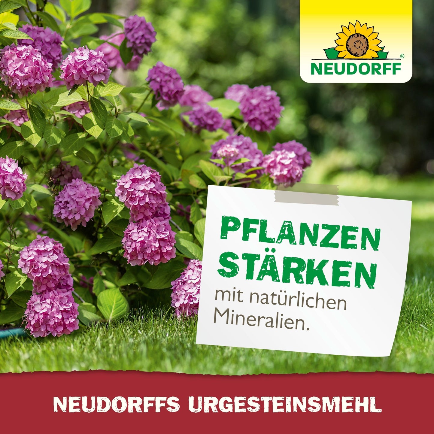 Un jardin luxuriant avec des hortensias roses. Un panneau indique : "Renforcer les plantes avec des minéraux naturels". Le logo du magasin Neudorff est visible en haut à droite, et une bannière rouge fait la promotion de "la farine de roche de Neudorff" pour augmenter la fertilité du sol.