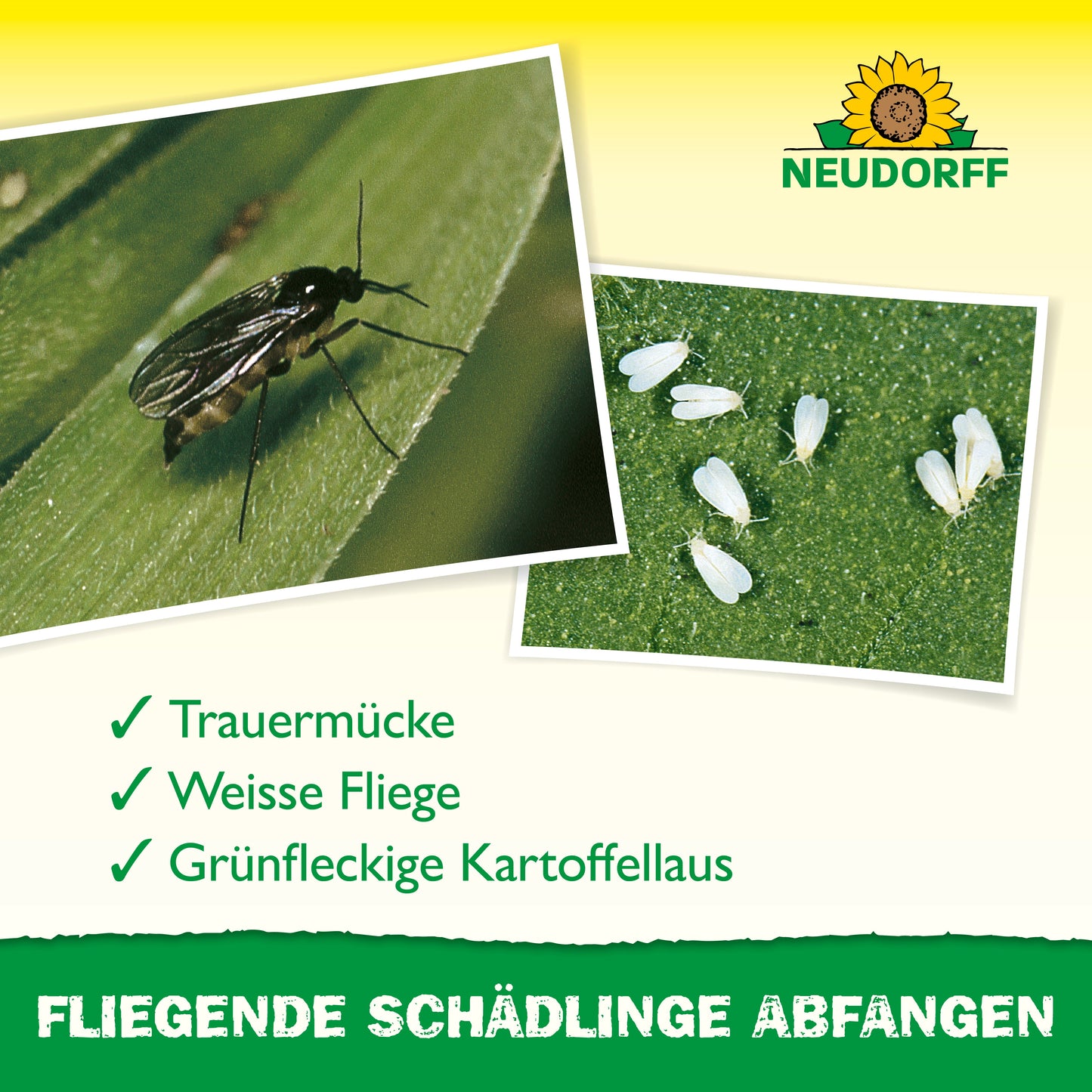 Nahaufnahme einer schwarzen Mücke und winziger weißer Fliegen auf einem Blatt, die helfen, Schädlinge wie Trauermücke, Weiße Fliege und Grünfleckige Kartoffellaus zu identifizieren. Oben das Logo des Neudorff Shops mit dem Hinweis auf den Gelb-Aufkleber für Zimmerpflanzen.