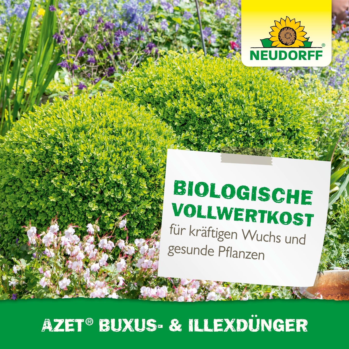 Dans un jardin luxuriant, deux buis taillés se tiennent parmi des fleurs violettes et roses. Un panneau indique : "Alimentation biologique complète pour une croissance vigoureuse & des plantes saines". Neudorff Shop Azet Buxus- & IlexDünger soutient des houx sains. Logo Neudorff en haut à droite.