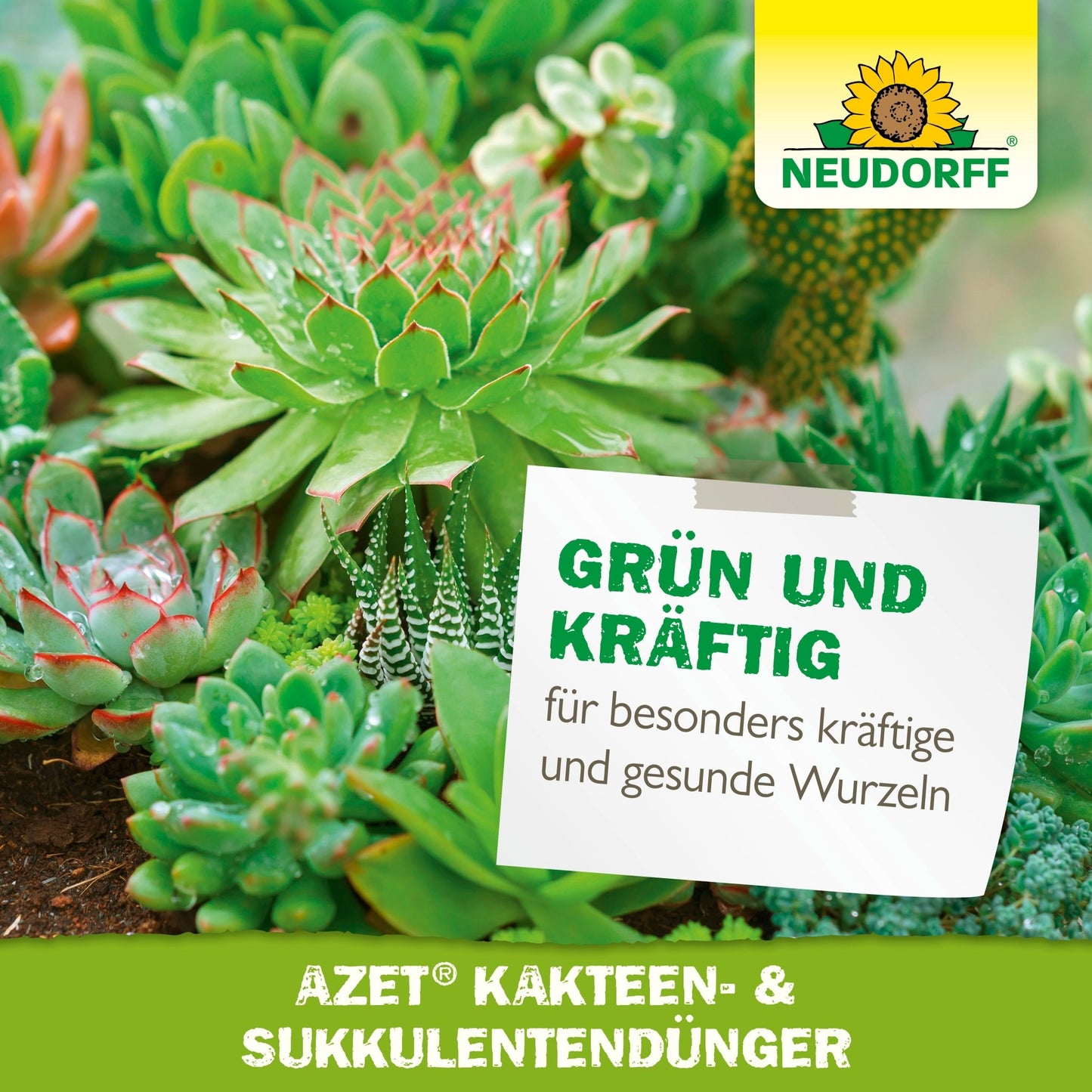 Gros plan de succulentes et cactus verts en bonne santé avec le logo du Neudorff Shop, accompagné d'un texte en allemand faisant la promotion de l'engrais liquide Azet pour cactus et succulentes pour des racines fortes et saines.