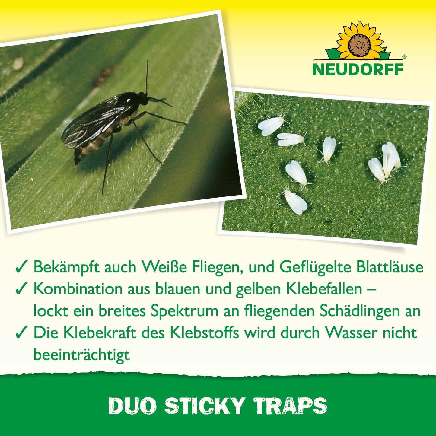 Gros plan : un insecte volant noir sur une feuille et plusieurs petits insectes blancs sur du vert. Un texte allemand fait la promotion des pièges adhésifs Duo de Neudorff Shop pour lutter contre les mouches blanches et les pucerons. Le logo de Neudorff Shop apparaît dans l'image.