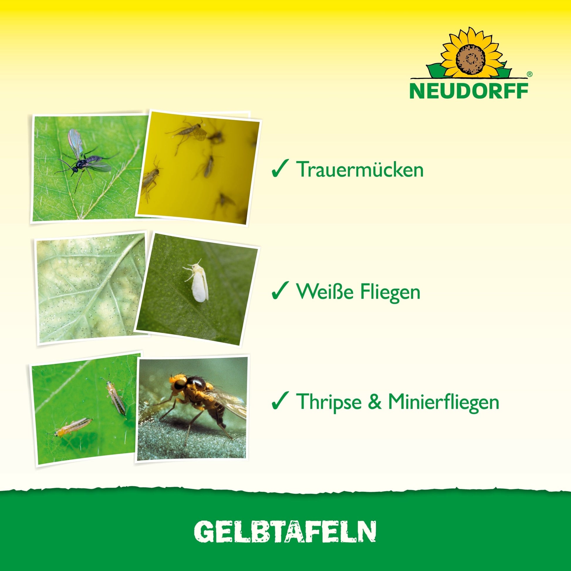 Une carte avec des étiquettes allemandes et des coches montre des images de mouches du terreau, de mouches blanches, de thrips et de mineuses. En haut se trouve le logo du Neudorff Shop, en bas "Plaques jaunes (grand format)" - idéal pour une utilisation en serre.