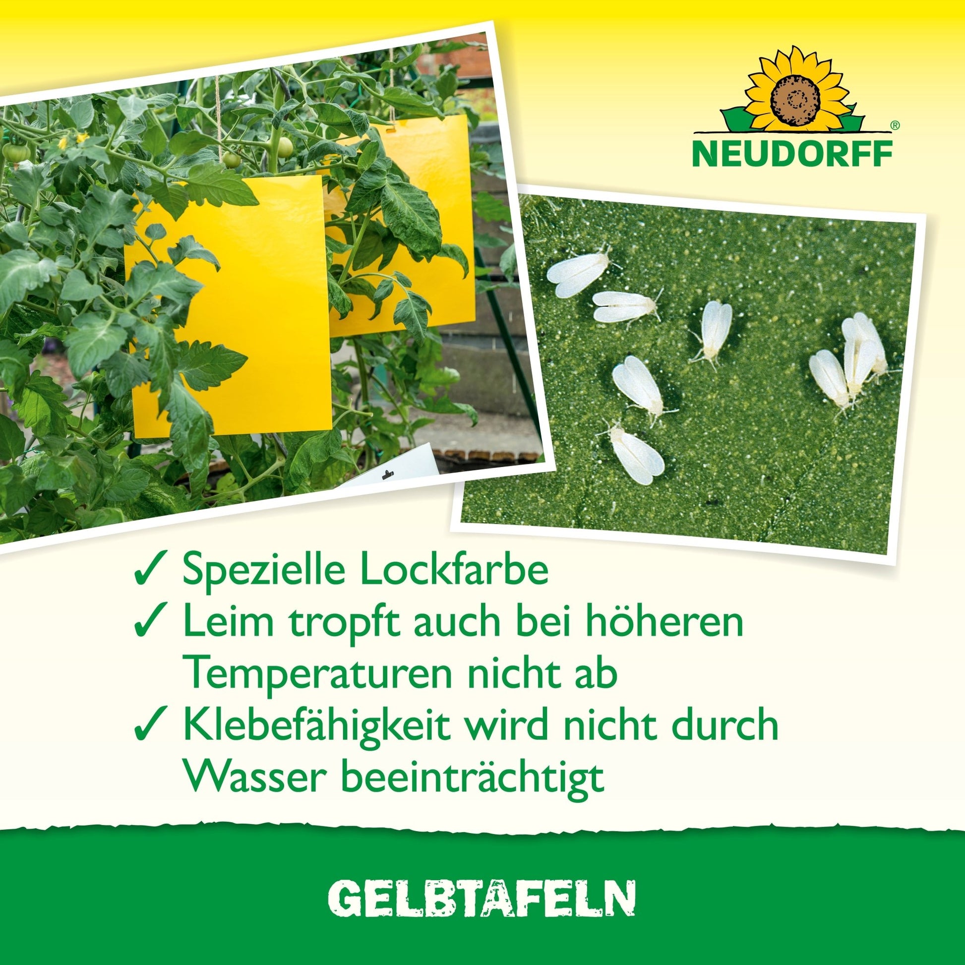 Un piège adhésif à plaques jaunes grand format du Neudorff Shop est suspendu entre des plants de tomates dans une serre et capture des ravageurs des plantes. Le texte allemand met en avant la couleur d'attraction spéciale et la colle résistante à l'eau, au-dessus le logo Neudorff.